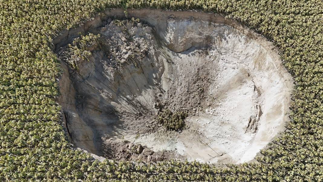 Ayçiçek tarlasında korkutan görüntü! Konya'da görüntülendi! 3